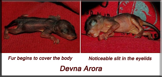 Devna Arora - Indian palm squirrel - week two